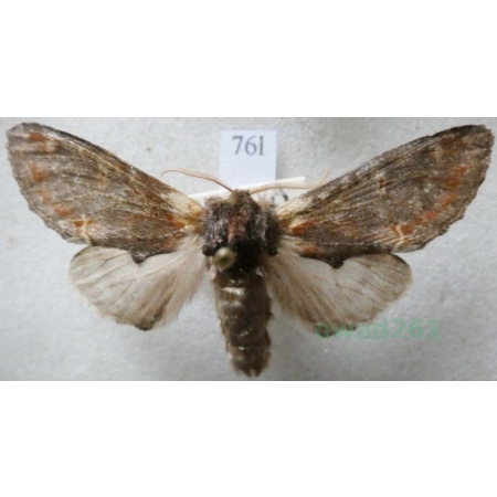 Notodonta dromedarius (Linnaeus, 1767) male Garbatka dromaderka Czech76l